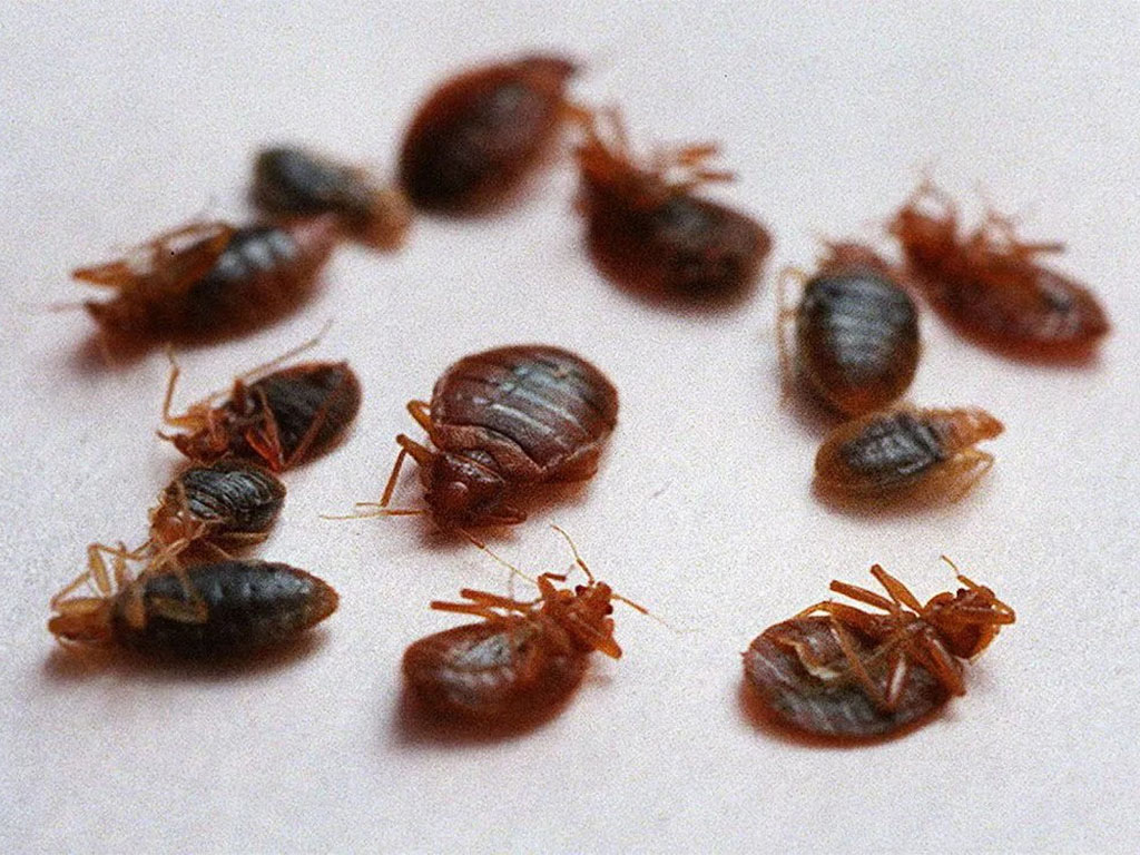 صورة المقالة