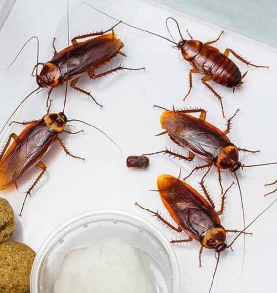 حشرة الصراصير - رواد صديق البيئة