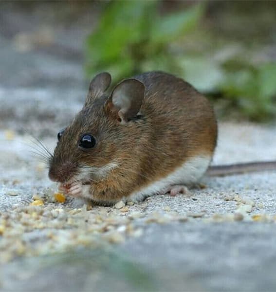 الفئران والقوارض - رواد صديق البيئة