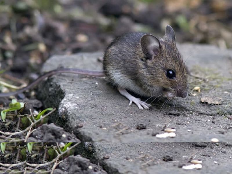 خدمات رواد صديق البيئة - مكافحة القوارض والفئران