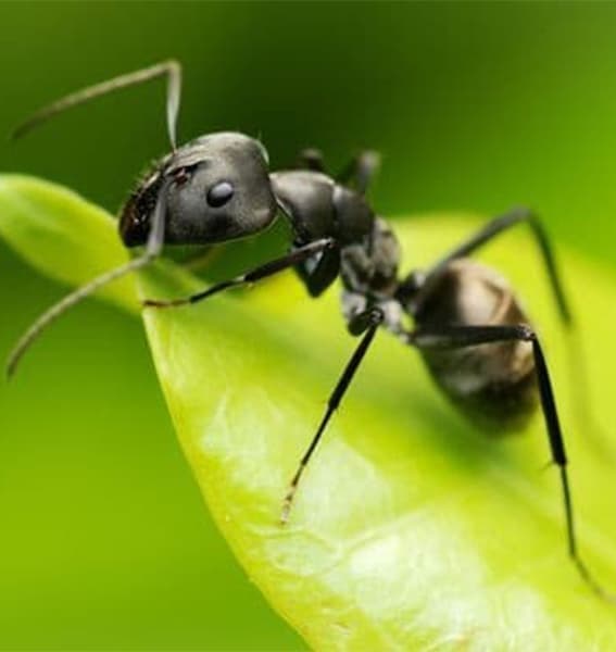 حشرة النمل الأسود والأحمر - رواد صديق البيئة